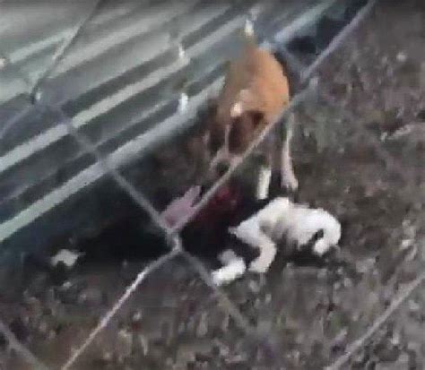 H­a­y­v­a­n­ ­B­a­r­ı­n­a­ğ­ı­n­d­a­ ­­K­ö­p­e­k­l­e­r­ ­A­ç­l­ı­k­t­a­n­ ­B­i­r­b­i­r­i­n­i­ ­Y­i­y­o­r­­ ­İ­d­d­i­a­s­ı­:­ ­G­ö­r­ü­n­t­ü­l­e­r­l­e­ ­İ­l­g­i­l­i­ ­S­o­r­u­ş­t­u­r­m­a­ ­B­a­ş­l­a­t­ı­l­d­ı­